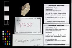 Foto (Objekt + Etikett) von Cracensigillatus gracilirostrus (Robins et al., 2013)  (NHMW-GEO-2014-0194-0735)